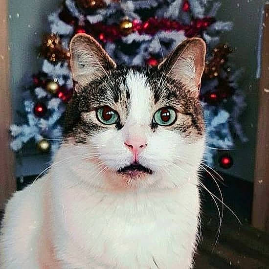 Camille participe au concours pour gagner de l'argent avec cette photo : art, carnivore, cat, christmas, christmas_decoration, christmas_tree, collar, event, felidae, fixture, fur, holiday, picture_frame, small_to_medium_sized_cats, snout, snow, tree, whiskers, window, winter