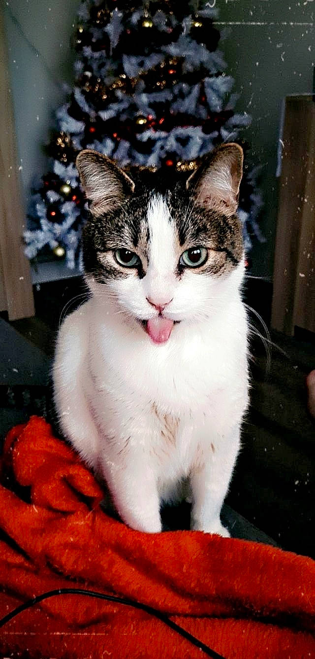 Camille a rejoint le concours — aidez-le/la à gagner de superbes lots ! carnivore, cat, domestic_short_haired_cat, event, eye, felidae, foot, fur, head, paw, plant, sitting, small_to_medium_sized_cats, snout, tail, tree, whiskers, window