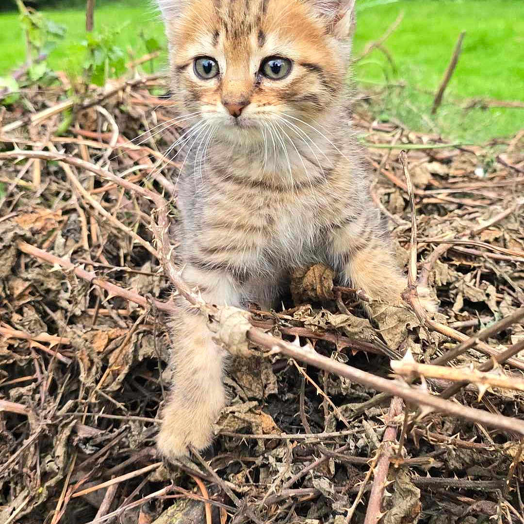 Vadrouille a rejoint le concours — aidez-le/la à gagner de superbes lots ! abyssinian, angora, animal, cat, den, egyptiancat, grass, indoors, kitten, manx, ocelot, pet, plant, snout, soil, vegetation, wood