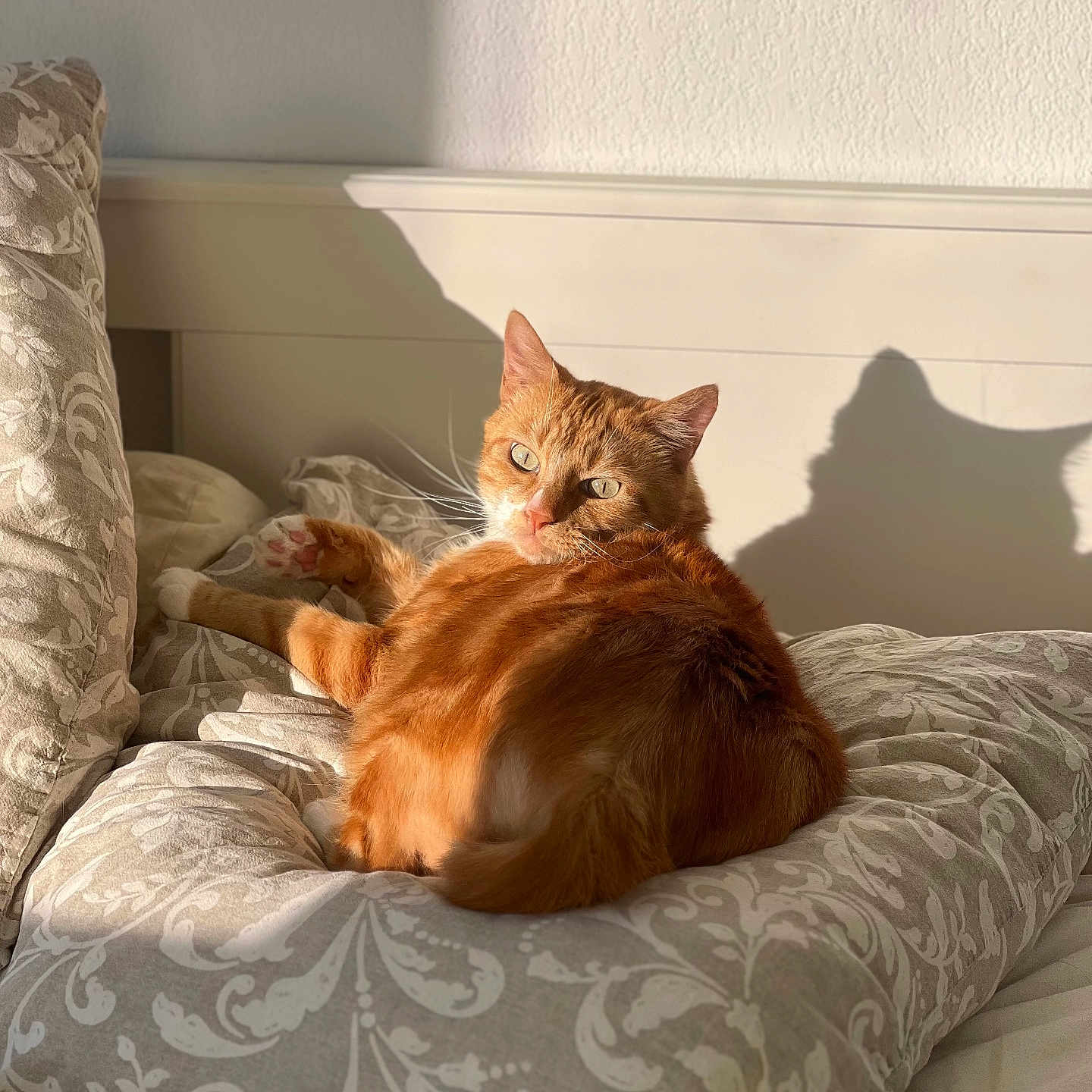 Léo a rejoint le concours — aidez-le/la à gagner de superbes lots ! cat, ginger_cat, pillow, bed, sunlight, shadow, indoor, cozy, relaxed, patterned, feline, pet, animal, resting, soft_texture, warm_light, home, cute, comfort, nap
