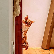 Léo a rejoint le concours — aidez-le/la à gagner de superbes lots ! cat, orange_tabby, wooden_floor, doorframe, curious, peeking, indoor, pet, animal, feline, playful, whiskers, ears, tail, flooring, wall, household, wood, cute, domestic_cat