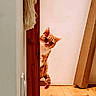 cat, orange_tabby, wooden_floor, doorframe, curious, peeking, indoor, pet, animal, feline, playful, whiskers, ears, tail, flooring, wall, household, wood, cute, domestic_cat