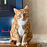 Léo a rejoint le concours — aidez-le/la à gagner de superbes lots ! cat, ginger_cat, white_paws, white_chest, sitting, wooden_cabinet, indoor, pet, feline, curious, whiskers, ears, eyes, tail, fur, domestic_animal, household, portrait, animal, mammal