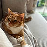 Léo participe au concours pour gagner de l'argent avec cette photo : cat, ginger_cat, white_paws, couch, pillow, cozy, indoor, pet, relaxed, feline, whiskers, fur, domestic_animal, home, comfort, resting, blurred_background, natural_light, closeup, cute