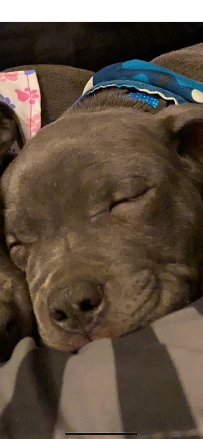 Kripto joined the competition — help win amazing prizes! american_pit_bull_terrier, canidae, carnivore, dog, dog_breed, fawn, mammal, non_sporting_group, nose, pit_bull, snout, sporting_group, staffordshire_bull_terrier, vertebrate