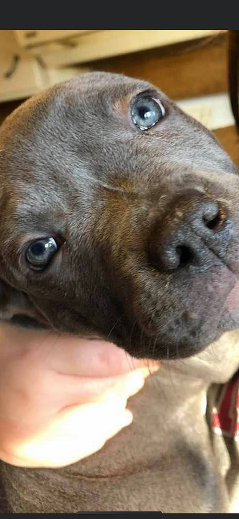 Kripto joined the competition — help win amazing prizes! american_pit_bull_terrier, canidae, carnivore, dog, dog_breed, ear, fawn, labrador_retriever, mammal, mountain_cur, non_sporting_group, nose, pit_bull, puppy, snout, sporting_group, staffordshire_bull_terrier, vertebrate, whiskers