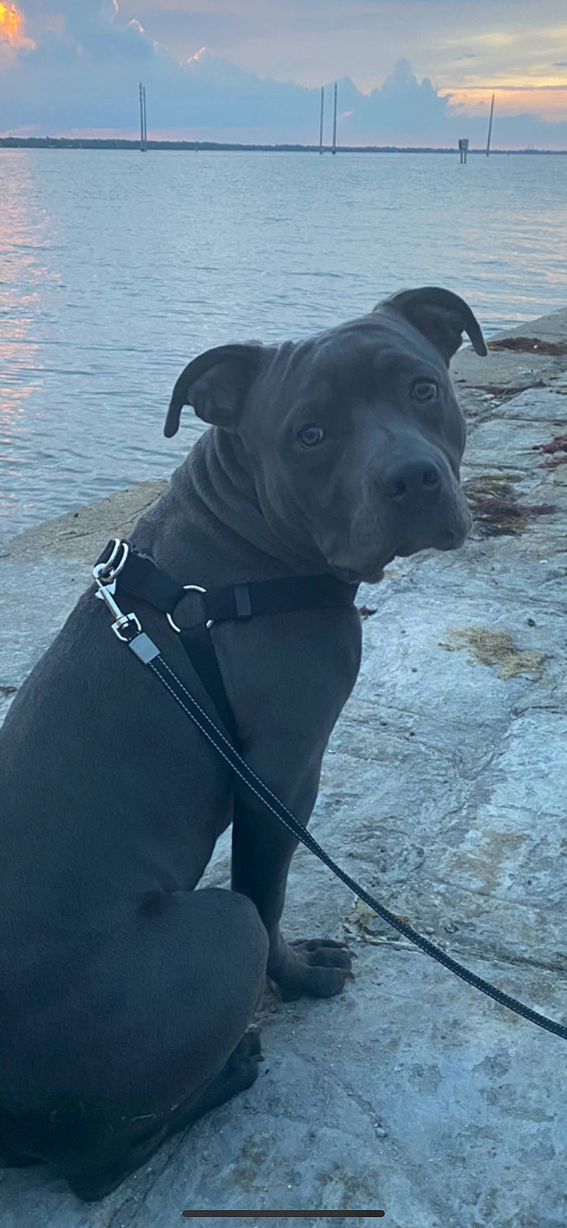 Kripto joined the competition — help win amazing prizes! american_pit_bull_terrier, american_staffordshire_terrier, bandog, canidae, carnivore, dog, dog_breed, fawn, mammal, molosser, non_sporting_group, pit_bull, snout, sporting_group, staffordshire_bull_terrier, vertebrate