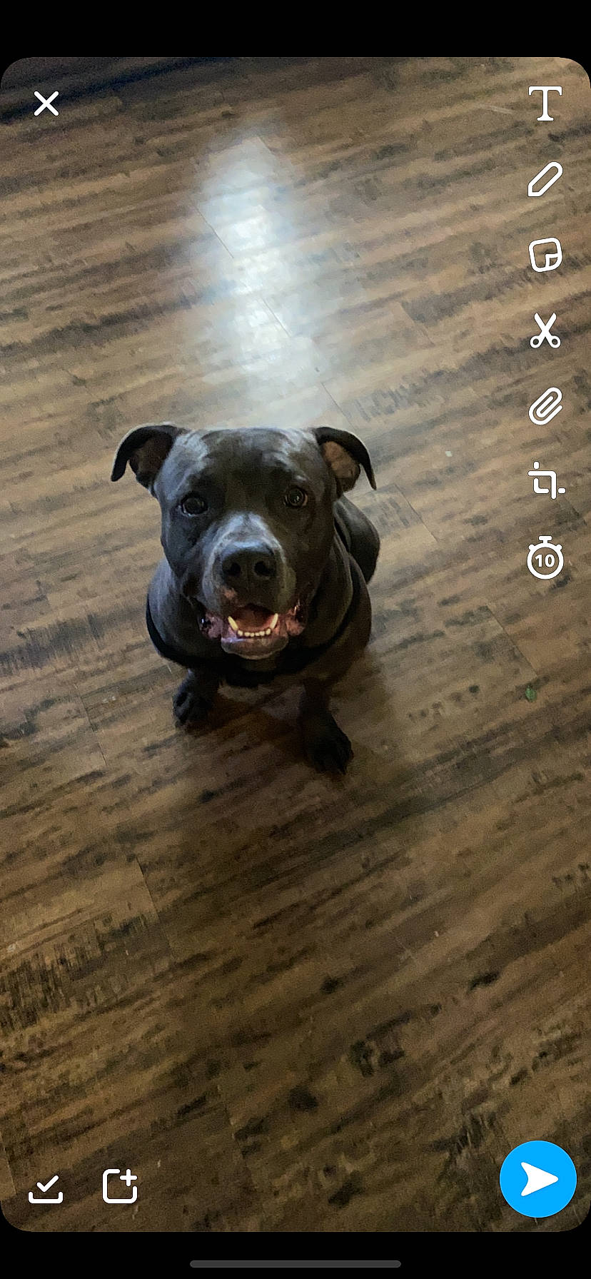 Kripto is registered to the contest to win money with this photo: american_bulldog, american_pit_bull_terrier, american_staffordshire_terrier, canidae, carnivore, dog, dog_breed, fawn, non_sporting_group, pit_bull, snout, sporting_group, staffordshire_bull_terrier