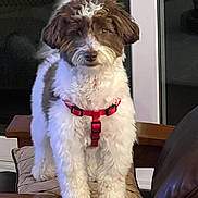 Riley joined the competition — help win amazing prizes! dog, indoor, furniture, wooden_armrest, red_harness, curious, pet, fluffy, brown_and_white, standing, couch, window, domestic, companion, animal, household, cute, fur, alert, portrait