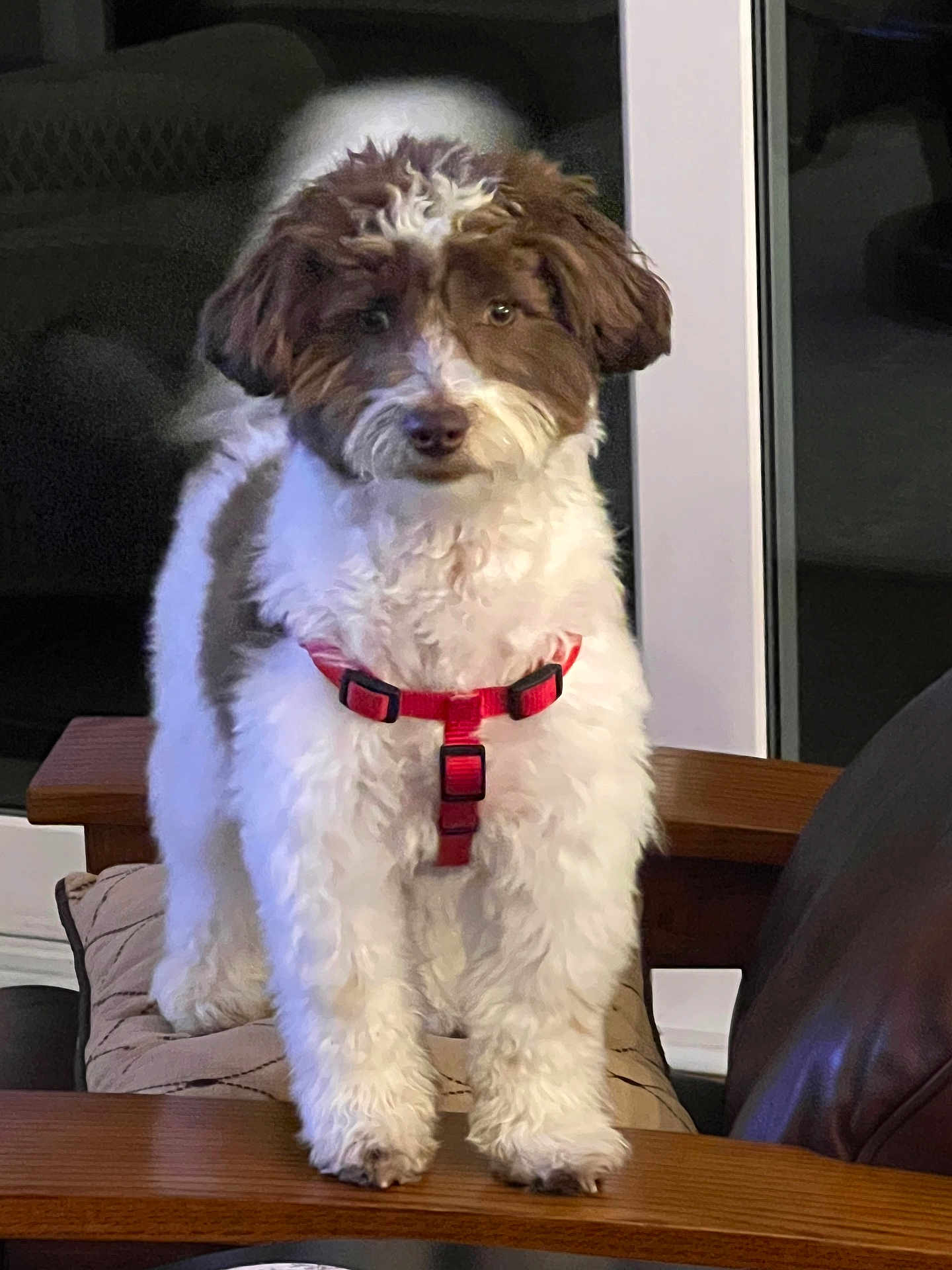 Riley joined the competition — help win amazing prizes! dog, indoor, furniture, wooden_armrest, red_harness, curious, pet, fluffy, brown_and_white, standing, couch, window, domestic, companion, animal, household, cute, fur, alert, portrait