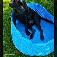 Ary participe au concours pour gagner de l'argent avec cette photo : dog, black_dog, blue_pool, grass, outdoor, sunlight, pet, canine, water, wet_fur, summer, leisure, animal, nature, play, relaxation, daylight, park, backyard, recreation