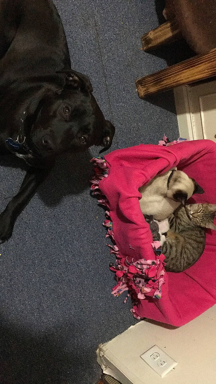 Toby joined the competition — help win amazing prizes! american_pit_bull_terrier, cane_corso, canidae, carnivore, companion_dog, dog, dog_breed, fawn, guard_dog, magenta, miniature_schnauzer, non_sporting_group, pit_bull, pug, puppy, shar_pei, spaniel, sporting_group, weimaraner