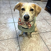 Snoopy joined the competition — help win amazing prizes! dog, pet, bow_tie, clothing, indoor, tile_floor, cute, sitting, animal, portrait, looking_up, white_and_brown, floor_tiles, canine, domestic_animal, well_dressed, adorable, companion, small_dog, household