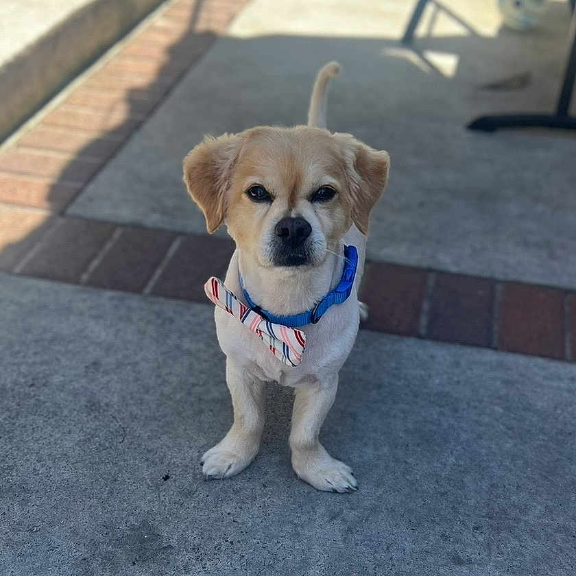 Simba