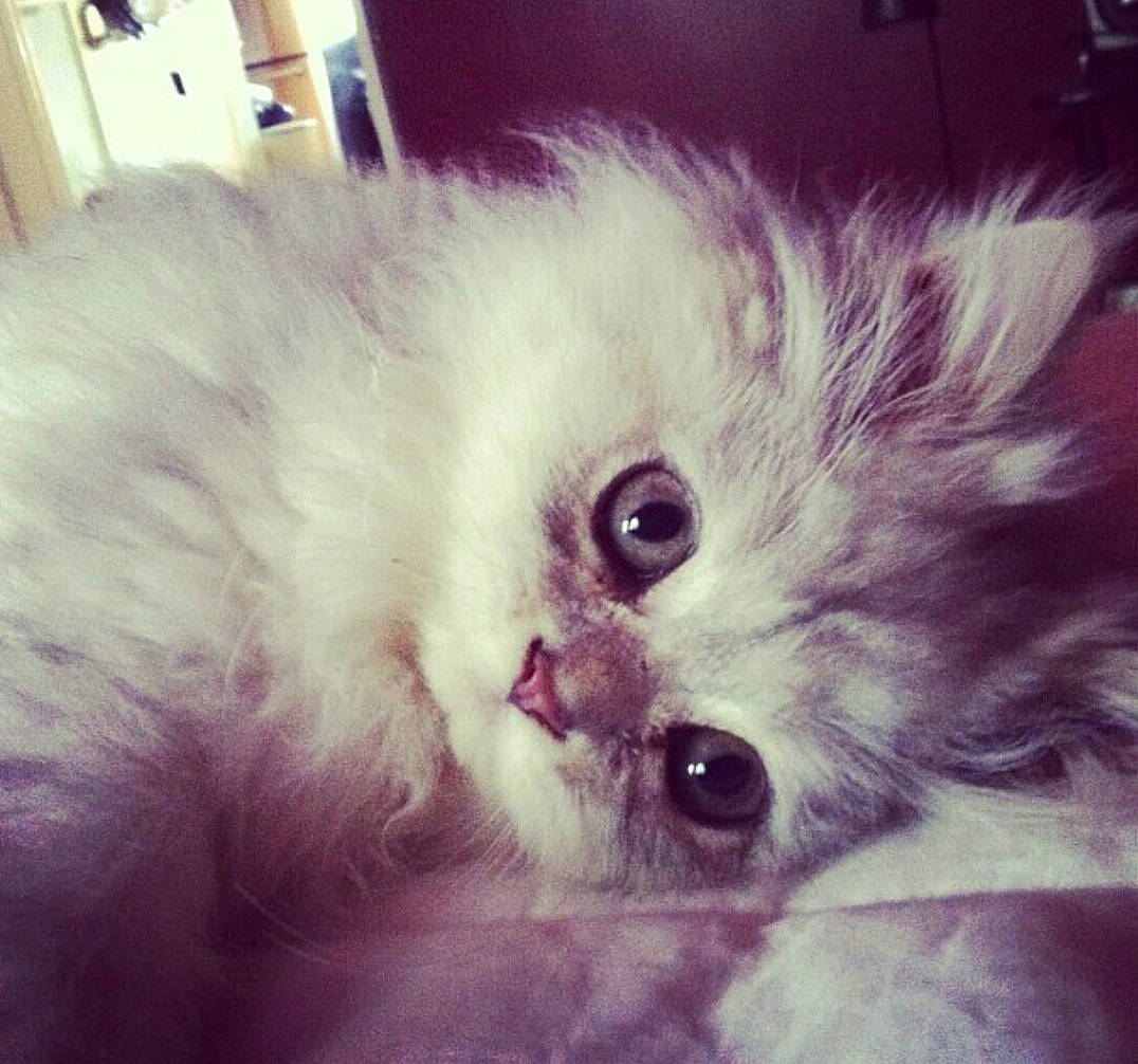 Casper is registered to the contest to win money with this photo: british_longhair, carnivore, cat, companion_dog, ear, eye, felidae, fur, happy, iris, jaw, persian, small_to_medium_sized_cats, snout, whiskers