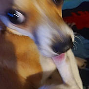 Snowball is registered to the contest to win money with this photo: animal, background, blurry, brown, canine, close_up, cute, dog, expression, face, fur, indoor, motion_blur, nose, pet, playful, soft, tongue, whiskers, white