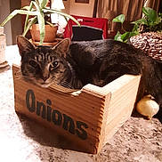 Bandit Dockery is registered to the contest to win money with this photo: cat, tabby, wooden_box, onions_box, kitchen, countertop, plant, aloe_vera, potted_plant, domestic_cat, feline, indoor, relaxed, resting, fur, whiskers, home_decor, curtains, lamp, onion