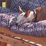 Little Bit joined the competition — help win amazing prizes! dog, sleeping, bench, cushion, patterned_fabric, outdoor, sunlight, wooden_bench, relaxation, pet, ear, fur, collar, nap, daylight, shadow, calm, rest, animal, domestic