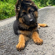 Aïka participe au concours pour gagner de l'argent avec cette photo : puppy, dog, german_shepherd, animal, pet, outdoor, nature, greenery, path, gravel, young, fur, cute, canine, lying_down, curious, forest, summer, playful, adorable