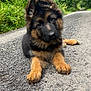 puppy, dog, german_shepherd, animal, pet, outdoor, nature, greenery, path, gravel, young, fur, cute, canine, lying_down, curious, forest, summer, playful, adorable