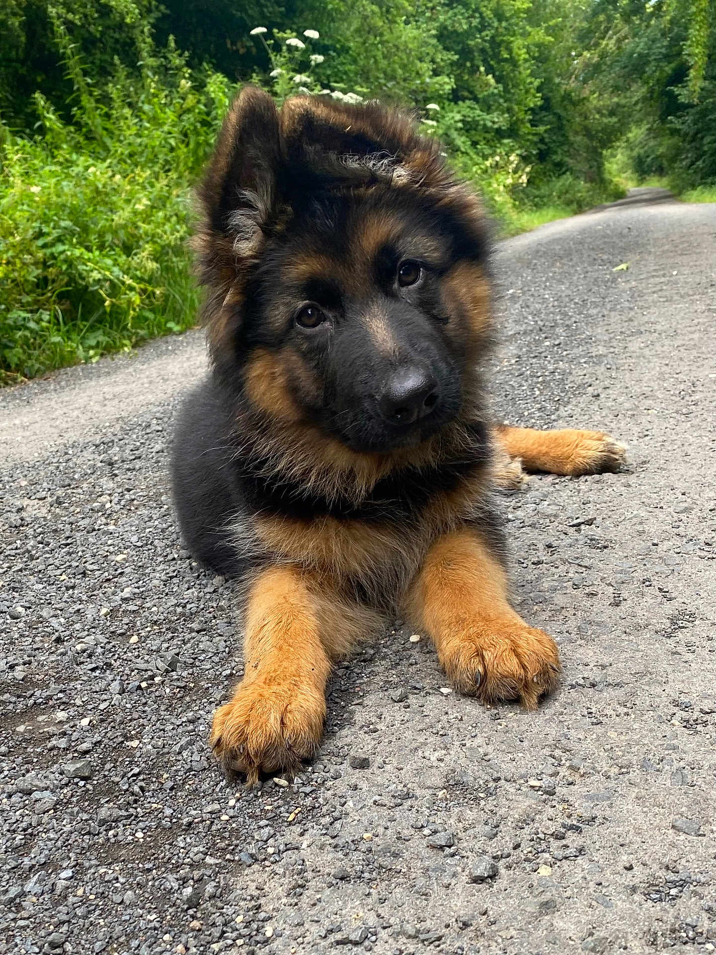 Aïka participe au concours pour gagner de l'argent avec cette photo : puppy, dog, german_shepherd, animal, pet, outdoor, nature, greenery, path, gravel, young, fur, cute, canine, lying_down, curious, forest, summer, playful, adorable