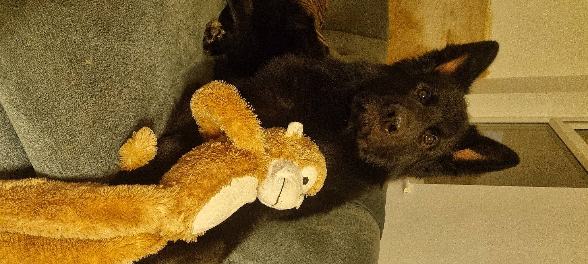 Bear joined the competition — help win amazing prizes! claw, dog_breed, domestic_short_haired_cat, fawn, felidae, fur, gesture, paw, plush, small_to_medium_sized_cats, stuffed_toy, tail, terrestrial_animal, toy, whiskers, working_animal