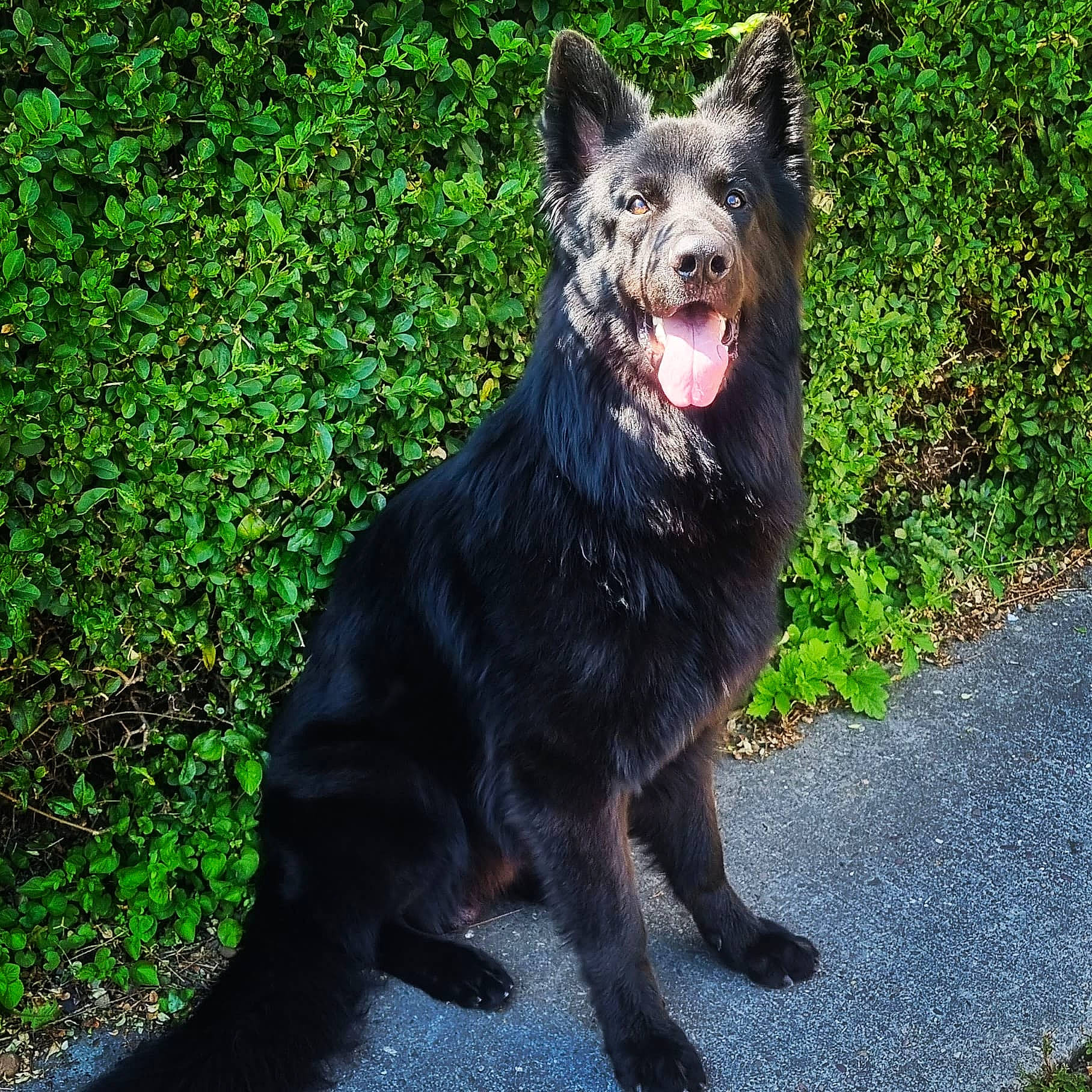 Bear is registered to the contest to win money with this photo: canidae, carnivore, collar, companion_dog, dog, dog_breed, dog_collar, fang, fur, grass, groundcover, herding_dog, plant, road_surface, snout, sporting_group, tail, terrestrial_animal, working_animal, working_dog