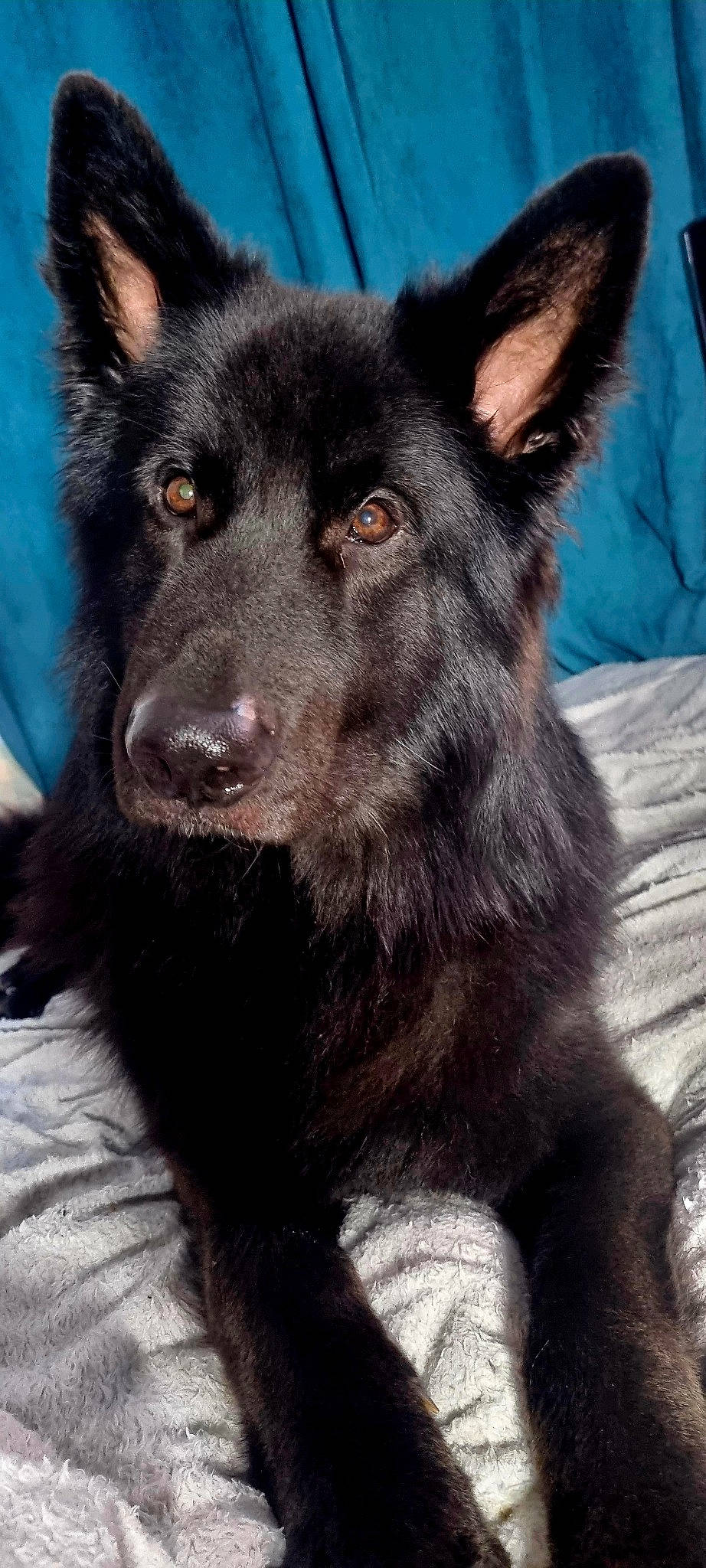 Bear joined the competition — help win amazing prizes! ancient_dog_breeds, canidae, canis, carnivore, companion_dog, dog, dog_breed, east_european_shepherd, fur, guard_dog, herding_dog, king_shepherd, non_sporting_group, snout, sporting_group, terrestrial_animal, whiskers, working_animal, working_dog