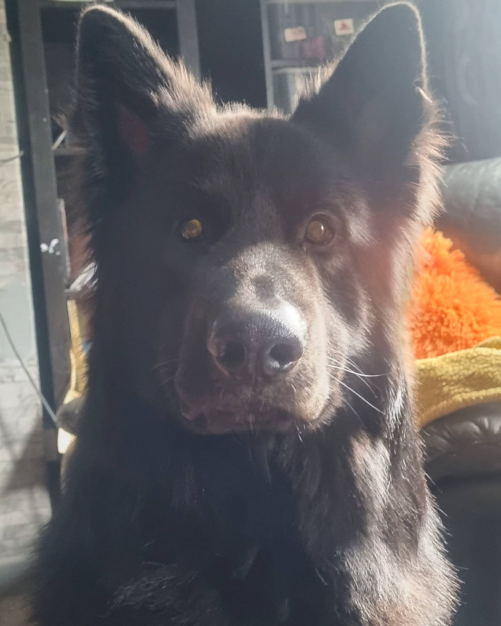 Bear joined the competition — help win amazing prizes! canidae, carnivore, companion_dog, dog, dog_breed, electric_blue, fur, herding_dog, jaw, non_sporting_group, puppy, schipperke, snout, sporting_group, tail, terrestrial_animal, whiskers, windshield, working_animal, working_dog