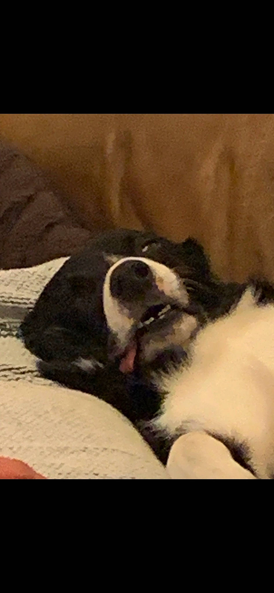 Fred joined the competition — help win amazing prizes! art, canidae, carnivore, comfort, companion_dog, dog, dog_breed, fur, nap, non_sporting_group, painting, paw, sleep, snout, sporting_group, terrestrial_animal, tints_and_shades, visual_arts, whiskers