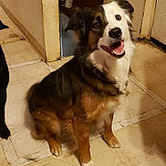 Coco is registered to the contest to win money with this photo: dog, indoor, floor, tile_floor, happy, pet, canine, sitting, brown_fur, white_fur, black_fur, looking_up, animal, companion, domestic, ears, mouth_open, fur, flooring, room