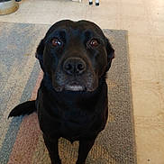 Lizzy joined the competition — help win amazing prizes! dog, black_dog, pet, indoor, carpet, rug, floor, cabinet, kitchen, animal, looking_up, sitting, ears, eyes, nose, tail, domestic_animal, household, fur, canine