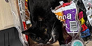 Missy joined the competition — help win amazing prizes! cat, black_cat, plastic_pack, cardboard_box, floor, socks, feet, indoor, pet, curious, whiskers, black_and_white, container, household, packaging, looking_up, cozy, playful, home, flooring