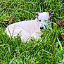 animal, canine, close_up, daylight, dog, ear, fur, grass, greenery, leaf, lying_down, muzzle, nature, outdoor, pet, relaxed, resting, snout, white_dog, wildlife