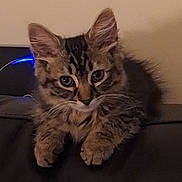 Dawn West is registered to the contest to win money with this photo: animal, cat, closeup, curious, cute, domestic, ears, feline, fur, furry, indoor, kitten, mammal, paws, pet, portrait, resting, tabby, whiskers, young
