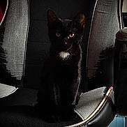 Albator a rejoint le concours — aidez-le/la à gagner de superbes lots ! animal, black_cat, chair, close_up, curious_eyes, dark, domestic_cat, feline, furniture, gaming_chair, indoor, kitten, pet, portrait, quiet, shadow, sitting, texture, white_patch, young_cat