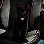 animal, black_cat, chair, close_up, curious_eyes, dark, domestic_cat, feline, furniture, gaming_chair, indoor, kitten, pet, portrait, quiet, shadow, sitting, texture, white_patch, young_cat