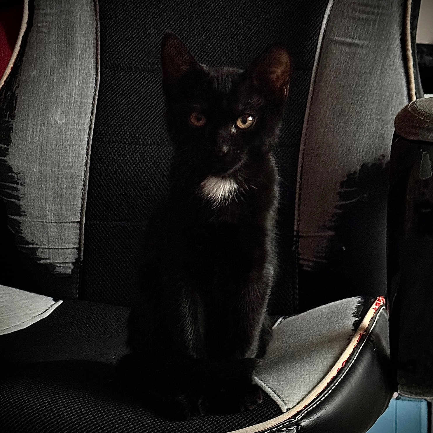 Albator a rejoint le concours — aidez-le/la à gagner de superbes lots ! animal, black_cat, chair, close_up, curious_eyes, dark, domestic_cat, feline, furniture, gaming_chair, indoor, kitten, pet, portrait, quiet, shadow, sitting, texture, white_patch, young_cat