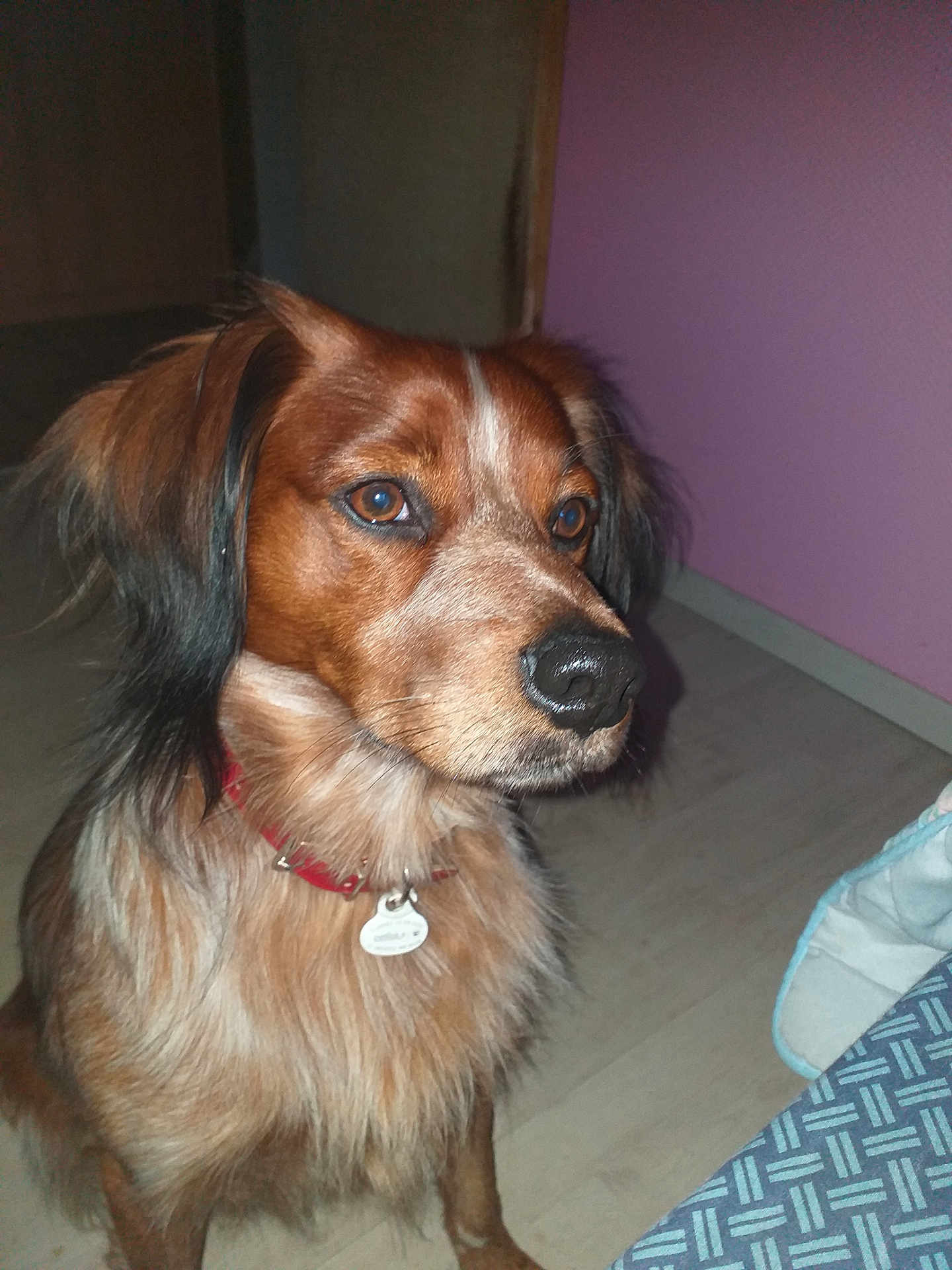 Scouby participe au concours pour gagner de l'argent avec cette photo : dog, brown_coat, black_ears, red_collar, pet_tag, indoor, floor, purple_wall, calm, attentive, closeup, animal, mammal, domestic_dog, fur, canine, sitting, portrait, flash, pet