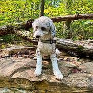 Remington Pappadakes joined the competition — help win amazing prizes! dog, animal, curly_fur, white_dog, forest, tree, rock, outdoor, nature, greenery, leaves, pet, collar, sitting, wood, sunlight, daytime, moss, trunk, canine
