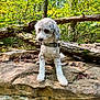 animal, canine, collar, curly_fur, daytime, dog, forest, greenery, leaves, moss, nature, outdoor, pet, rock, sitting, sunlight, tree, trunk, white_dog, wood