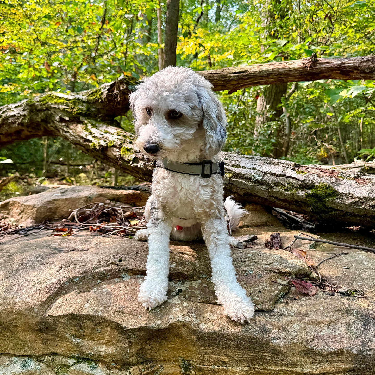 Remington Pappadakes