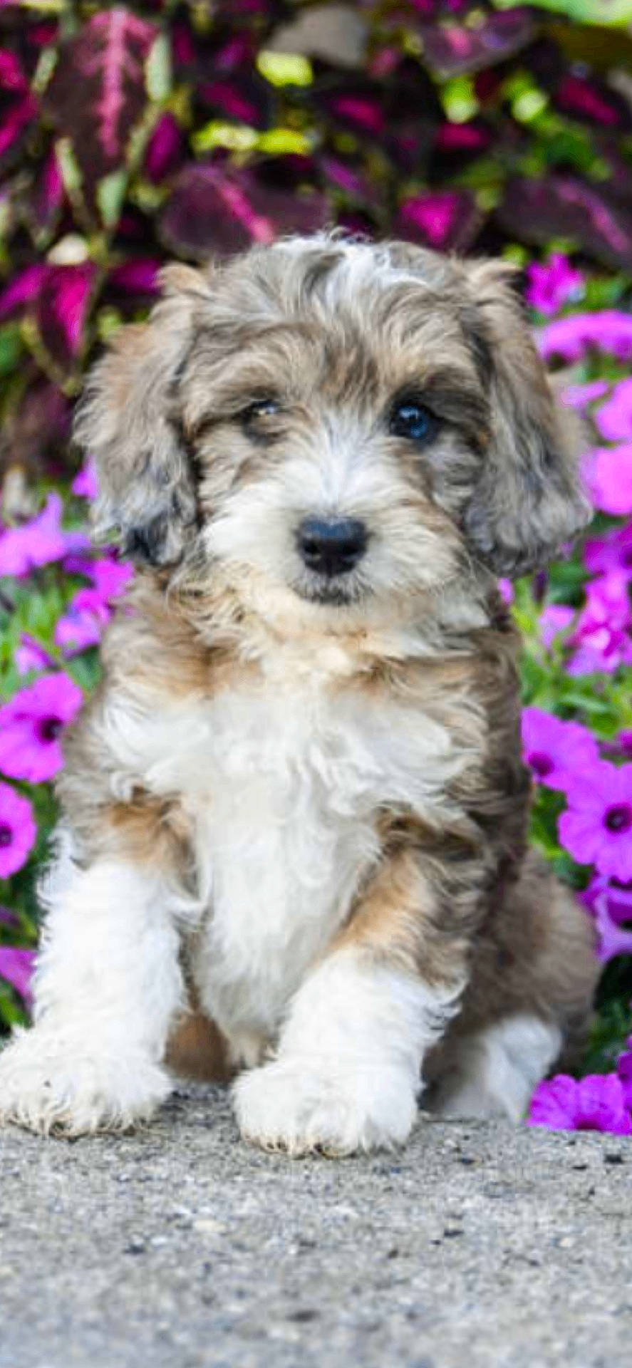 Remington joined the competition — help win amazing prizes! animal, canine, dog, flower, geranium, herbal, herbs, jar, pet, petal, plant, planter, poodle, pottedplant, pottery, puppy, purple, rock, terrier, vase
