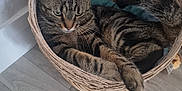 Tacha participe au concours pour gagner de l'argent avec cette photo : animal, basket, cat, cozy, cute, domestic_cat, ears, feline, floor, flower, fur, home, indoor, pet, relaxed, tabby, tail, toy, whiskers, wooden_floor