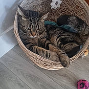 Tacha a rejoint le concours — aidez-le/la à gagner de superbes lots ! animal, basket, cat, cozy, cute, domestic_cat, ears, feline, floor, flower, fur, home, indoor, pet, relaxed, tabby, tail, toy, whiskers, wooden_floor