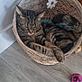 animal, basket, cat, cozy, cute, domestic_cat, ears, feline, floor, flower, fur, home, indoor, pet, relaxed, tabby, tail, toy, whiskers, wooden_floor
