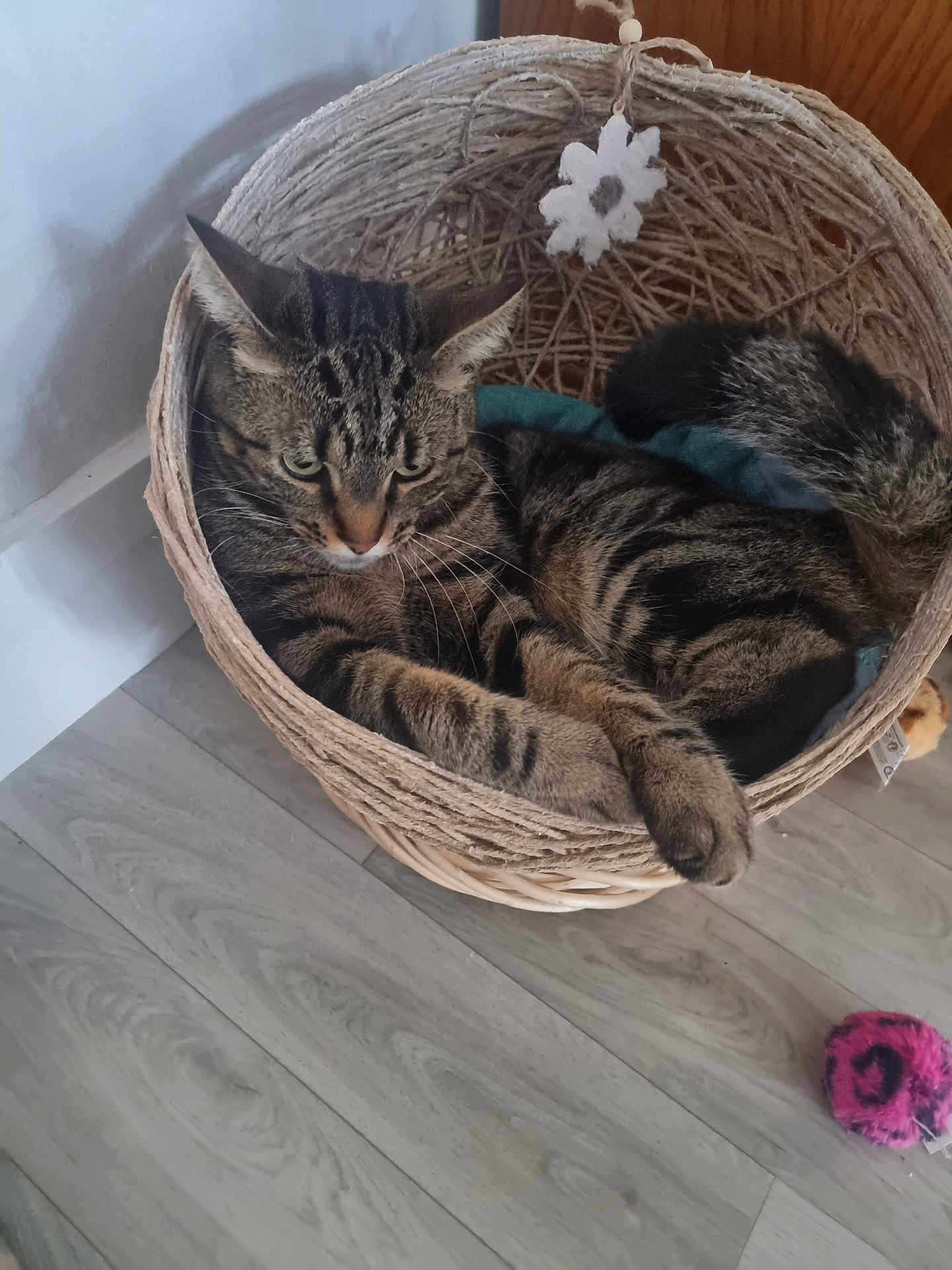 Tacha