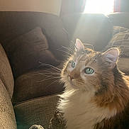 Maggie is registered to the contest to win money with this photo: cat, fluffy, green_eyes, couch, blanket, sunlight, window, indoor, pet, feline, relaxing, cozy, fur, whiskers, domestic_animal, home, soft_light, comfortable, curtains, resting