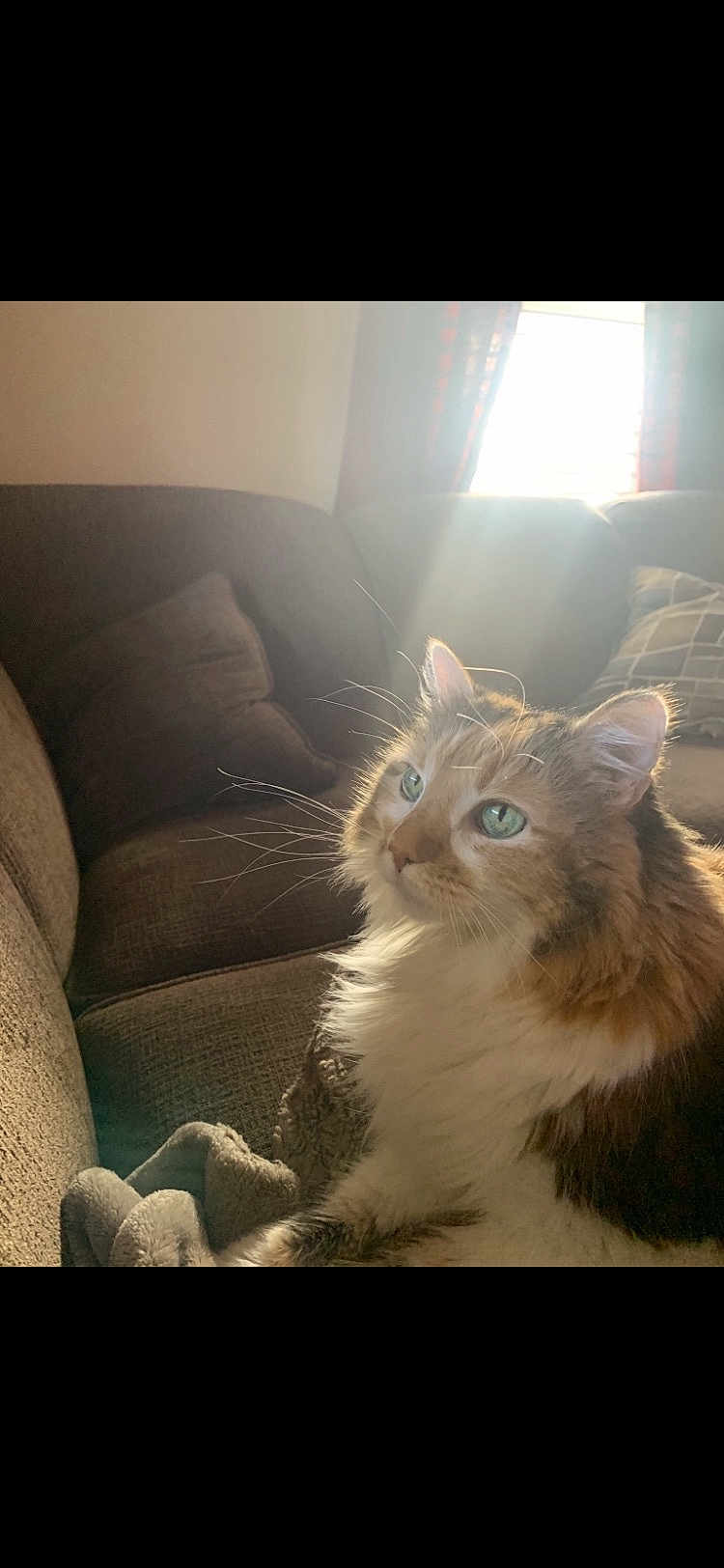 Maggie is registered to the contest to win money with this photo: cat, fluffy, green_eyes, couch, blanket, sunlight, window, indoor, pet, feline, relaxing, cozy, fur, whiskers, domestic_animal, home, soft_light, comfortable, curtains, resting