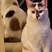 Maya is registered to the contest to win money with this photo: cat, mirror, white_cat, patches, sitting, indoor, pet, feline, curious, reflection, animal, fur, whiskers, ears, tail, brown_patch, black_patch, looking, calm, domestic_cat